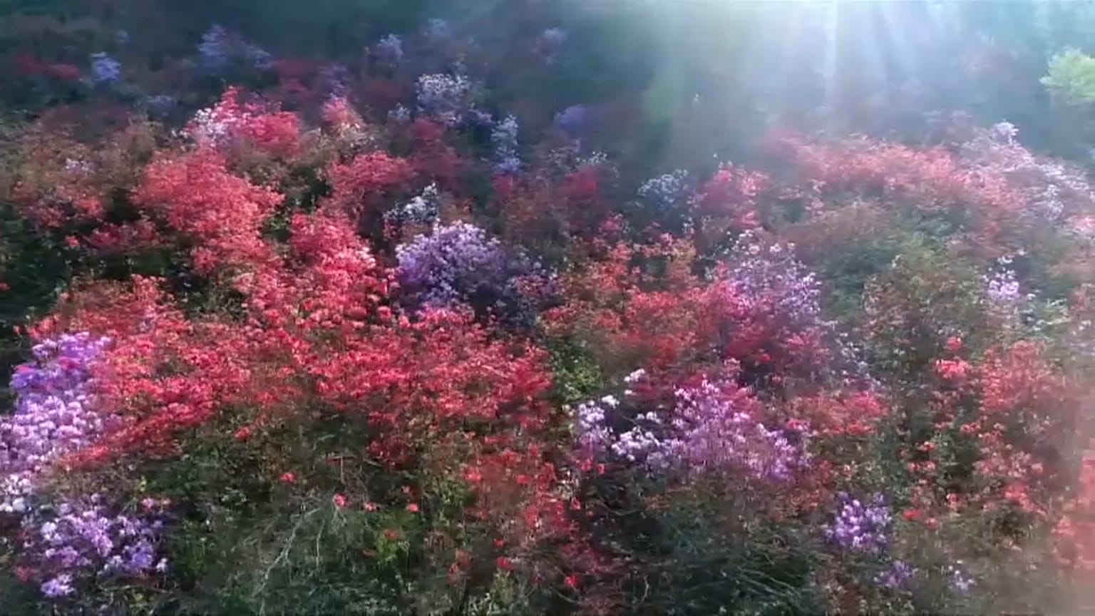 A primavera em flor na China 