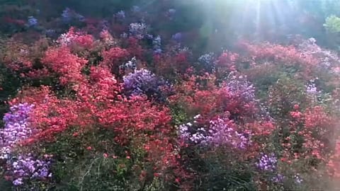 A primavera em flor na China 