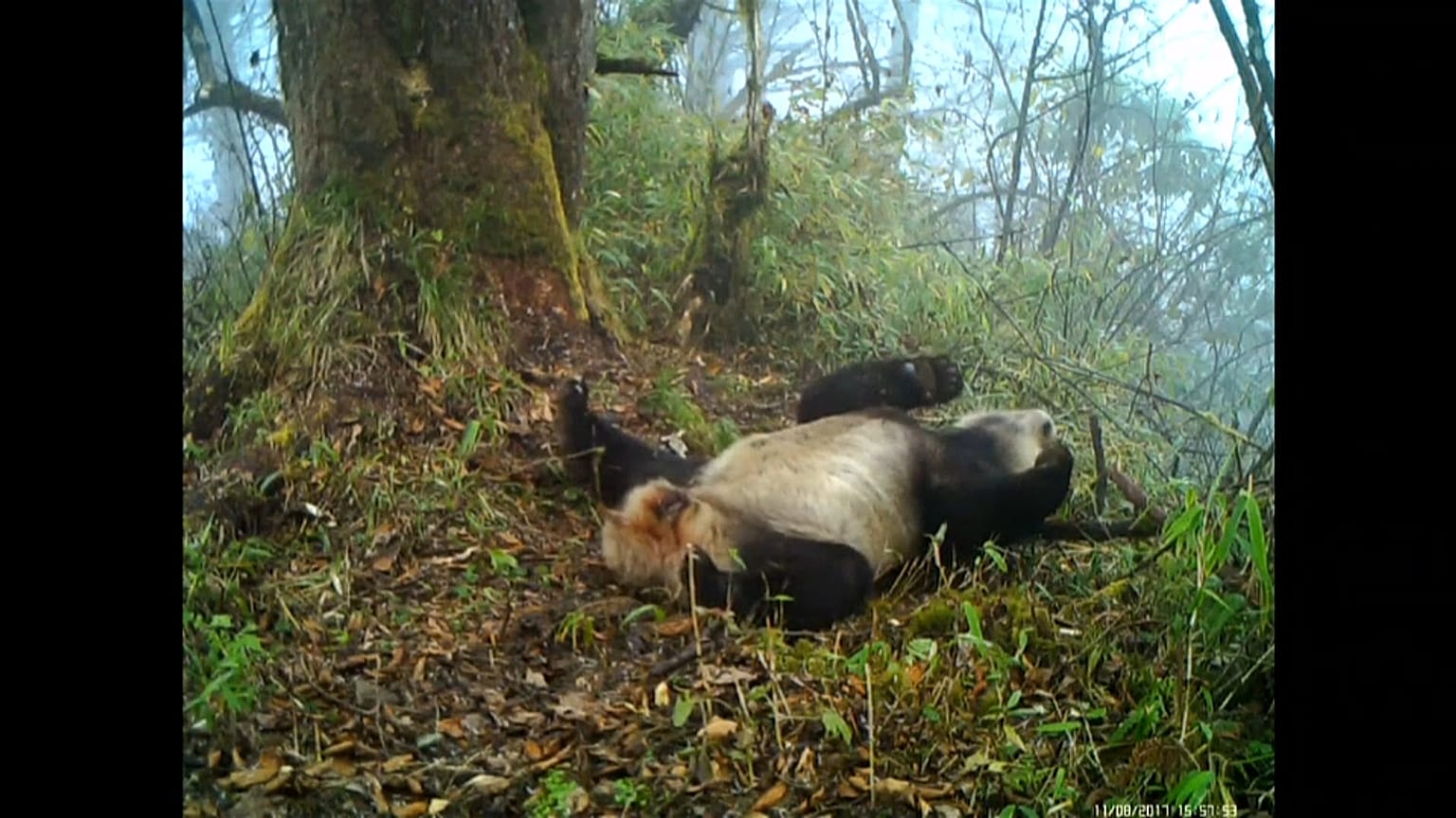 Así disfrutan estos osos panda de su libertad