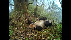 Así disfrutan estos osos panda de su libertad