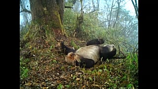 Así disfrutan estos osos panda de su libertad