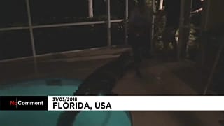 Floride : un alligator retrouvé dans une piscine privée