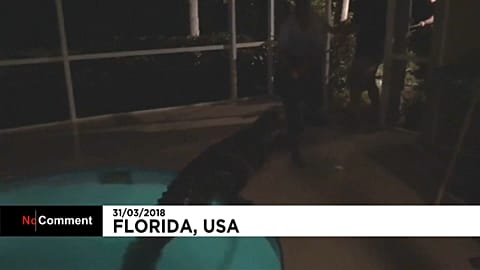 Floride : un alligator retrouvé dans une piscine privée