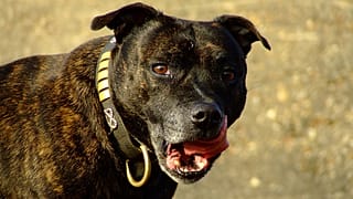 Schock in Hannover: Hund beißt Mutter (52) und Sohn (27) tot
