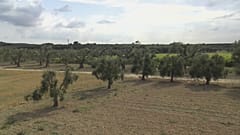 "Оливковая проказа" на Корсике 