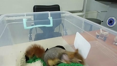 Karamel was injured and lost both his front paws