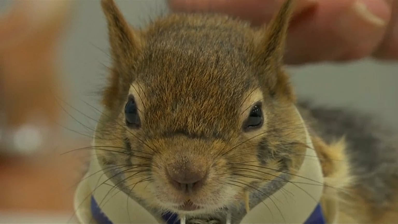 Una ardilla vuelve a correr gracias a una prótesis