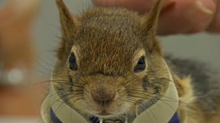 Una ardilla vuelve a correr gracias a una prótesis