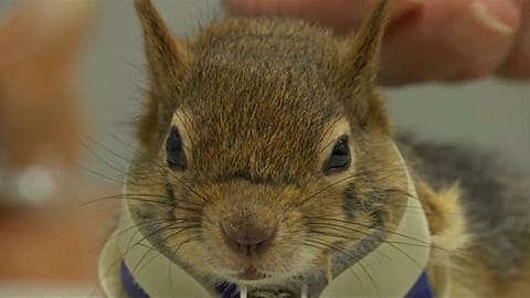 Una ardilla vuelve a correr gracias a una prótesis