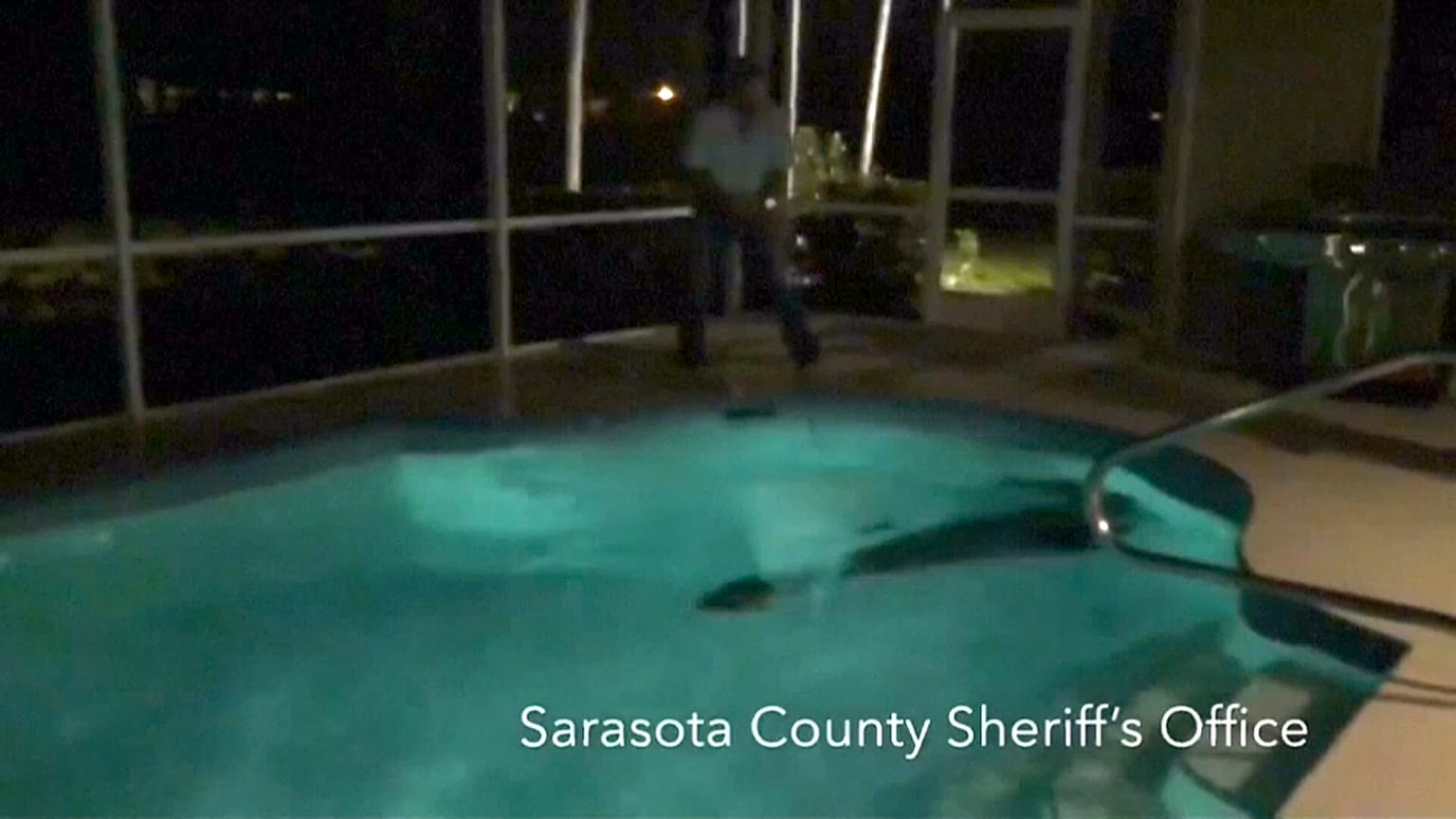 Florida'da dev timsahın havuz keyfi 