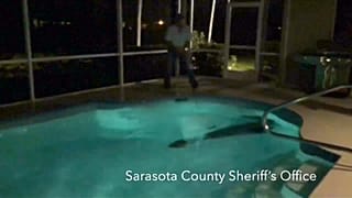 Florida'da dev timsahın havuz keyfi 