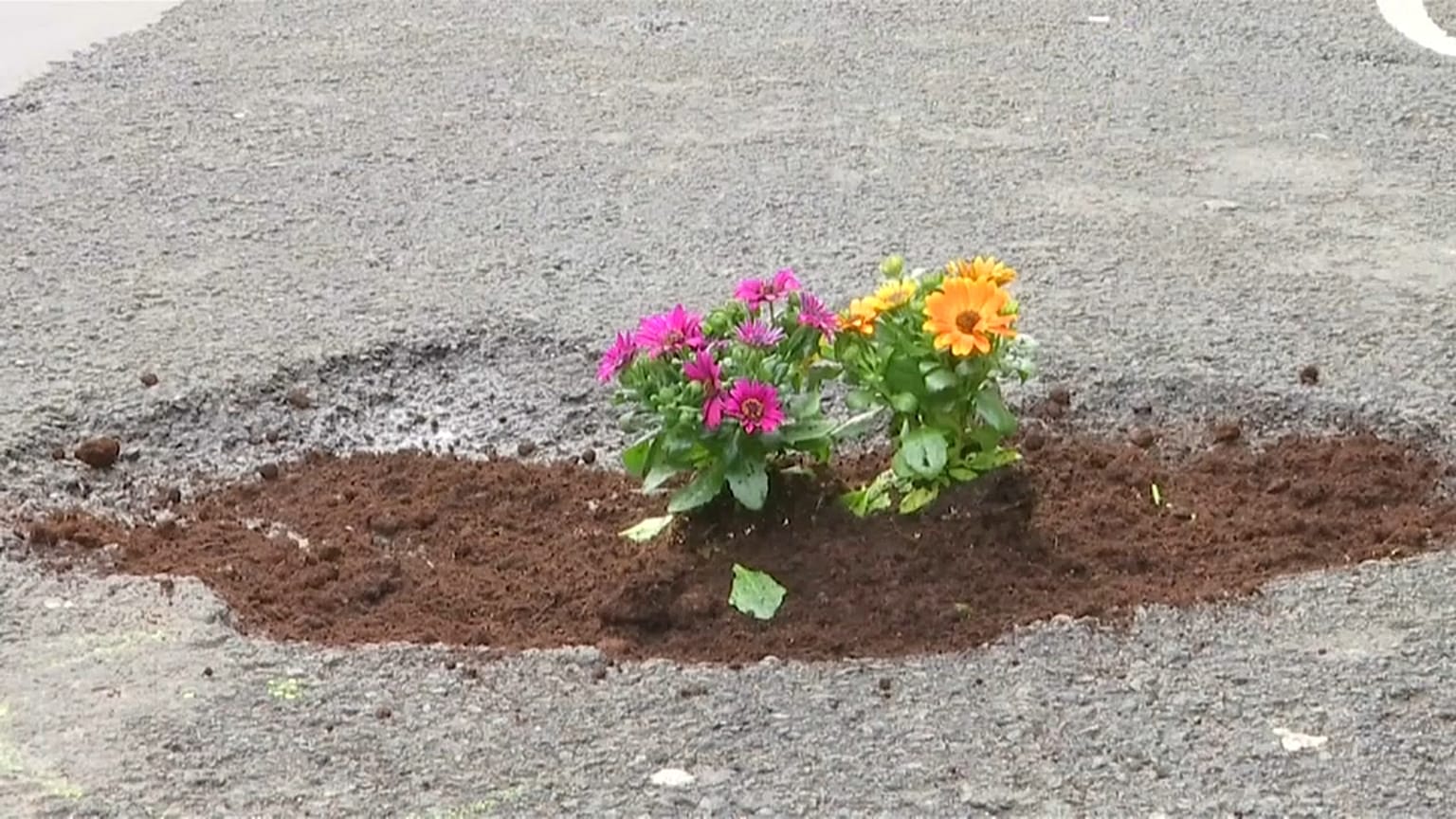 Flores nos buracos das ruas de Bruxelas