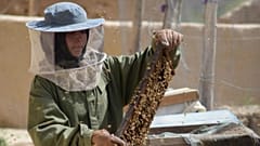 دختر افغان با زنبورداری کارآفرین شد