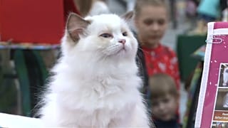 Танцы с собаками