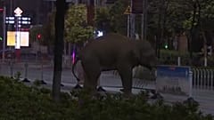 Kína: elefánt kóborolt az utcákon