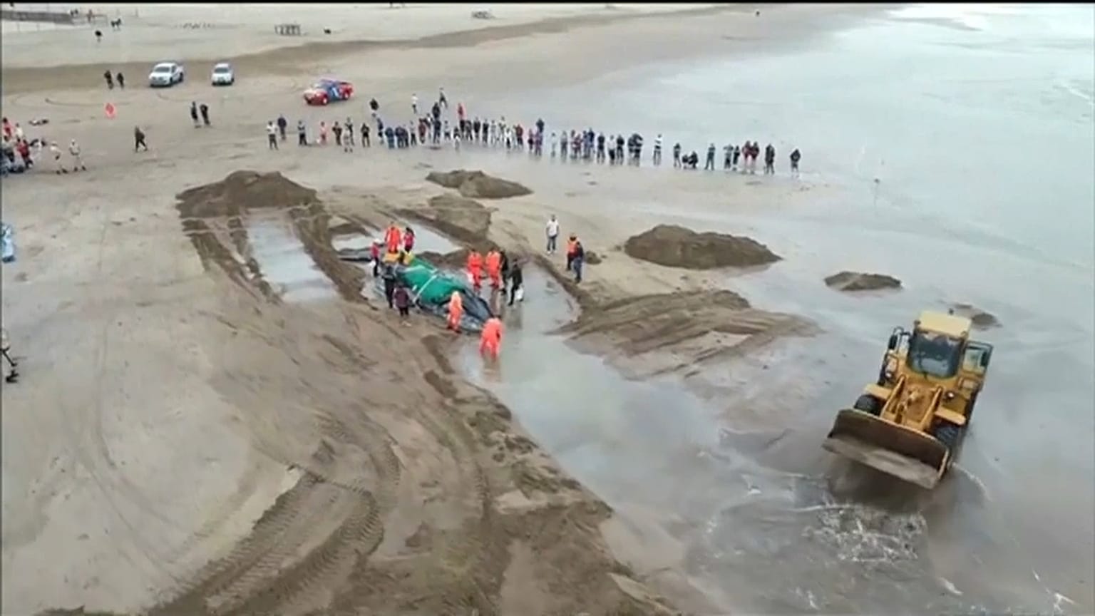 Une baleine échouée décède malgré des dizaines d'heures d'efforts pour la sauver