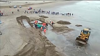 Une baleine échouée décède malgré des dizaines d'heures d'efforts pour la sauver