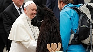 Uma peregrinação de lamas para ver o Papa