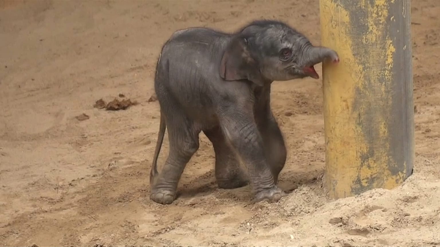 Drittes Elefantenbaby in belgischem Zoo