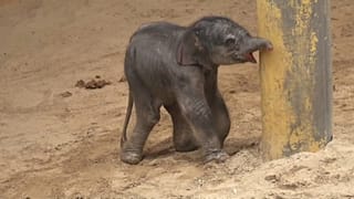 Drittes Elefantenbaby in belgischem Zoo