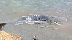 La ingesta de 29 kilos de plástico que mató al cachalote de Cabo de Palos llama a la acción