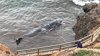 Der junge Pottwal wurde in Cabo de Palos angespült.