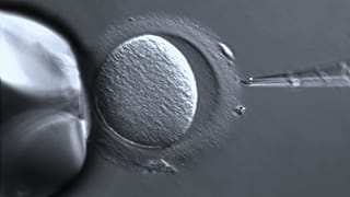 Ebeveynleri öldükten dört yıl sonra doğan bebek