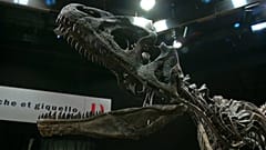 Achat de dinosaures 