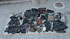 Questa è la plastica che ha ucciso una balena: è stata trovata nel suo stomaco