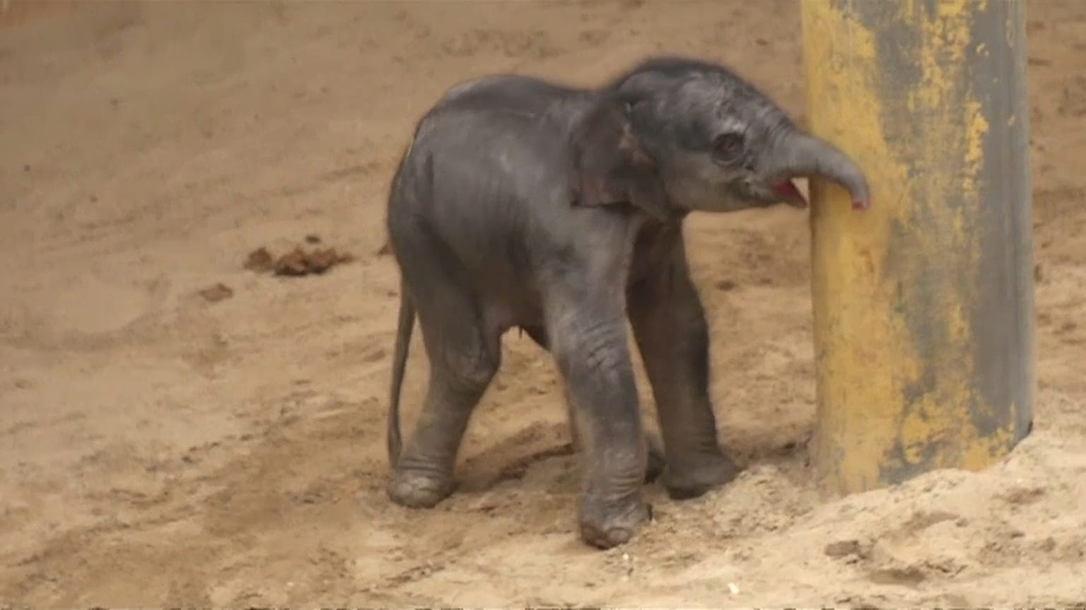 Zoo belga tem mais um elefante bebé