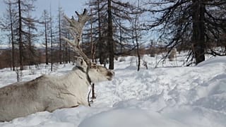 Rentier in Gefahr! Klimawandel macht Nomaden zu schaffen