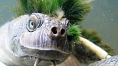 Die australische  Mary-River-Schildkröte ist eine kurzhalsige Schlangenhals
