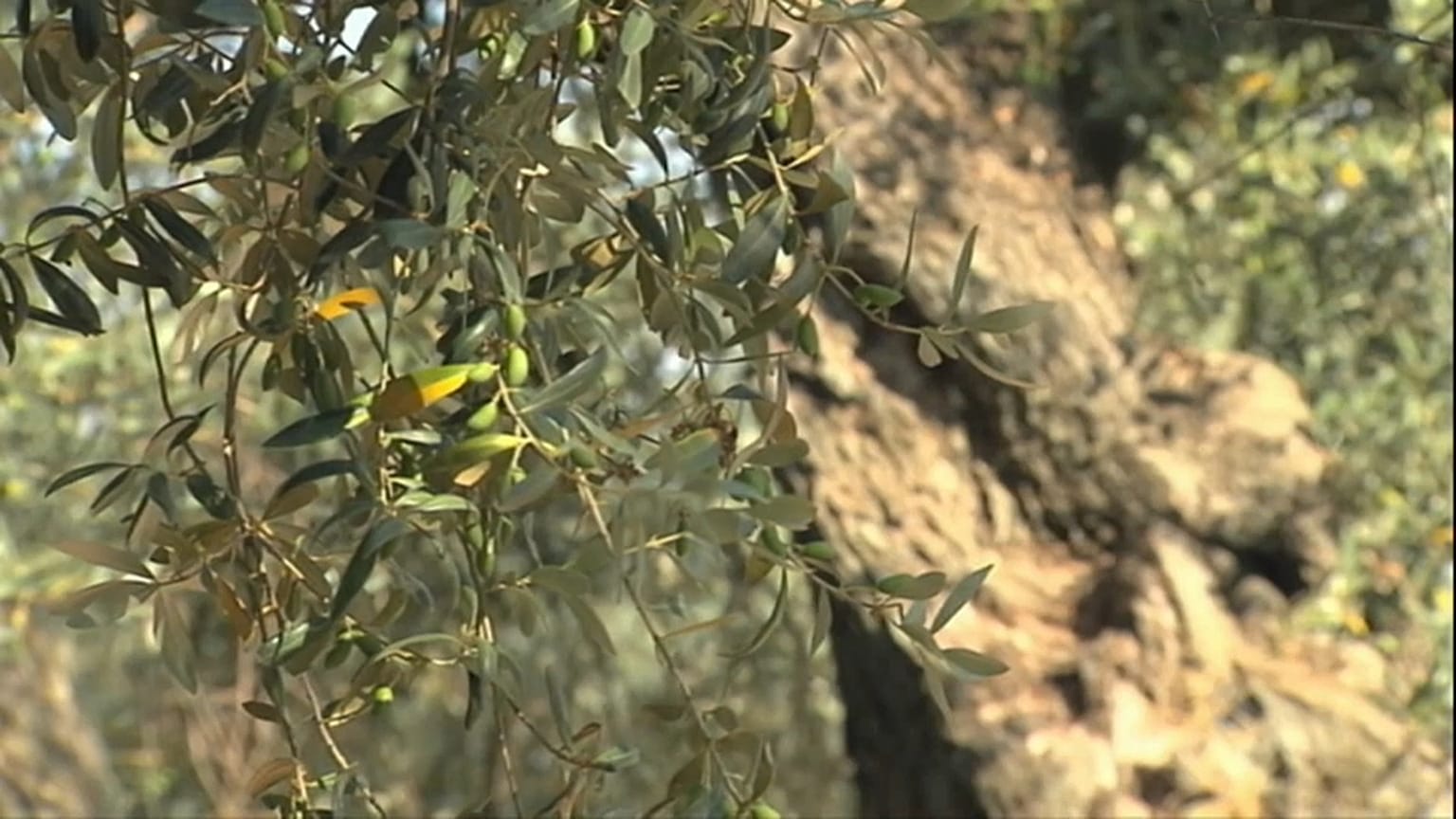 Madrid tenta conter foco de bactéria que mata oliveiras