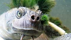 La tortue "punk" australienne menacée