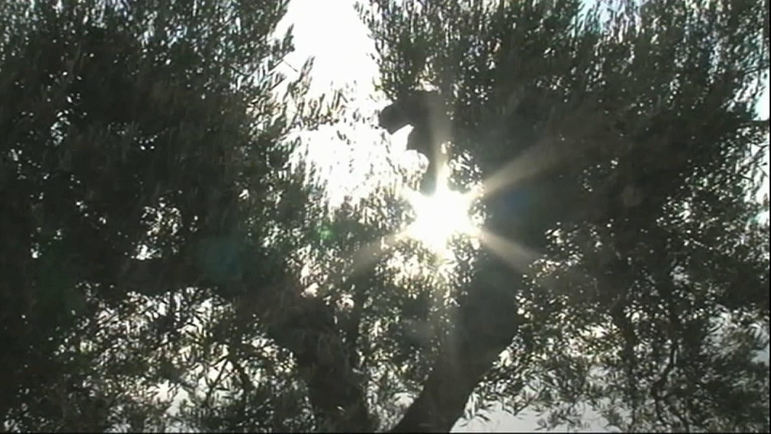 Portogallo: è allarme xylella fastidiosa, all'erta la Spagna