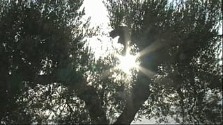 Portogallo: è allarme xylella fastidiosa, all'erta la Spagna