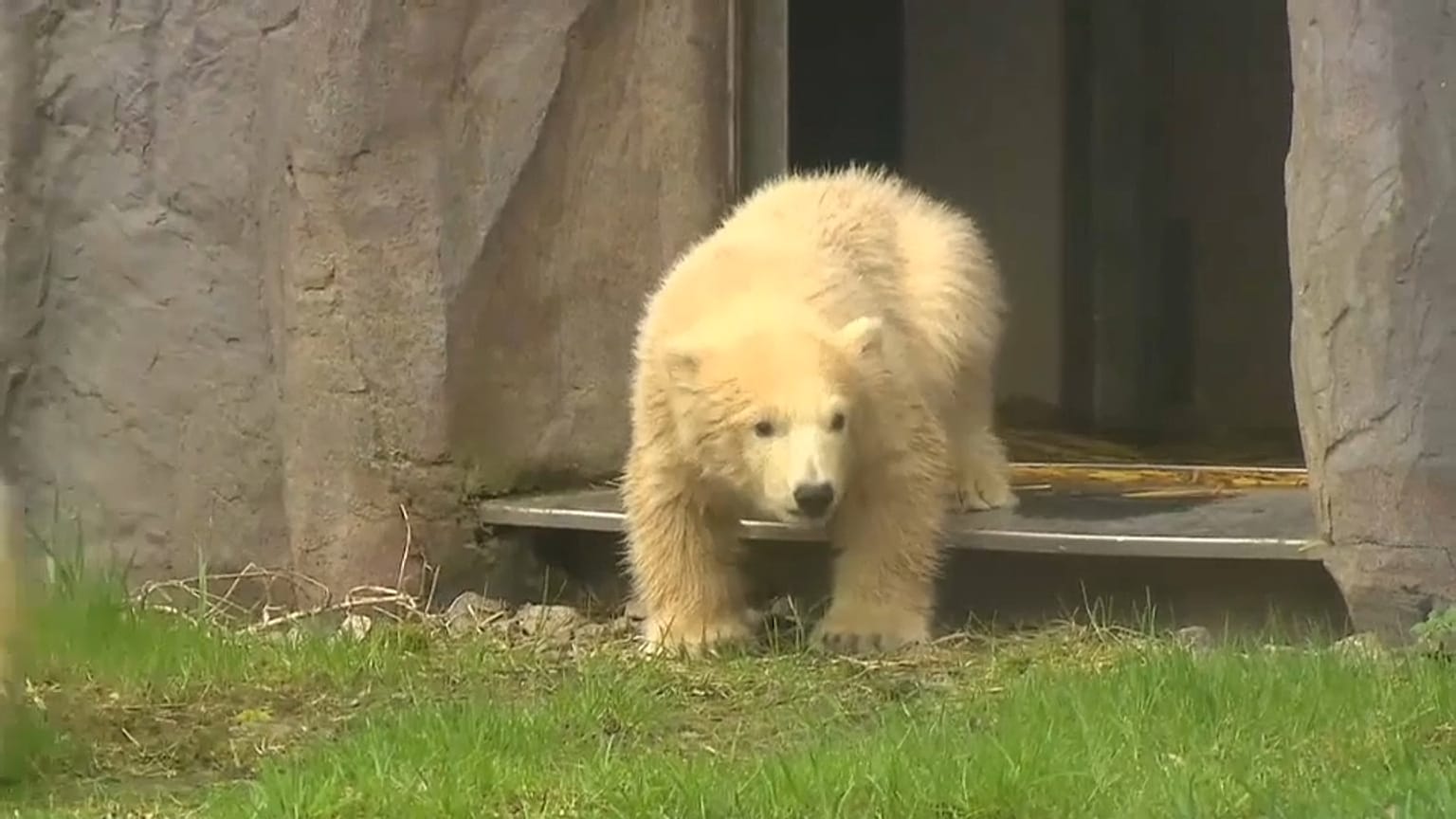 Eccovi Nanook, l'orsetto polare dello zoo di Gelsenkirchen