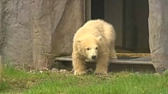Eccovi Nanook, l'orsetto polare dello zoo di Gelsenkirchen