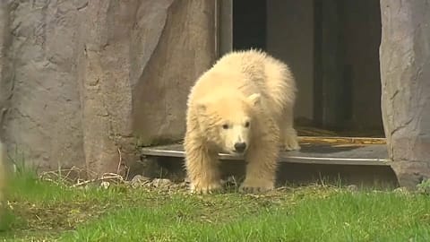 Eccovi Nanook, l'orsetto polare dello zoo di Gelsenkirchen