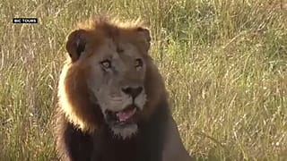 Kölyökoroszlánokat mérgeztek meg Ugandában 