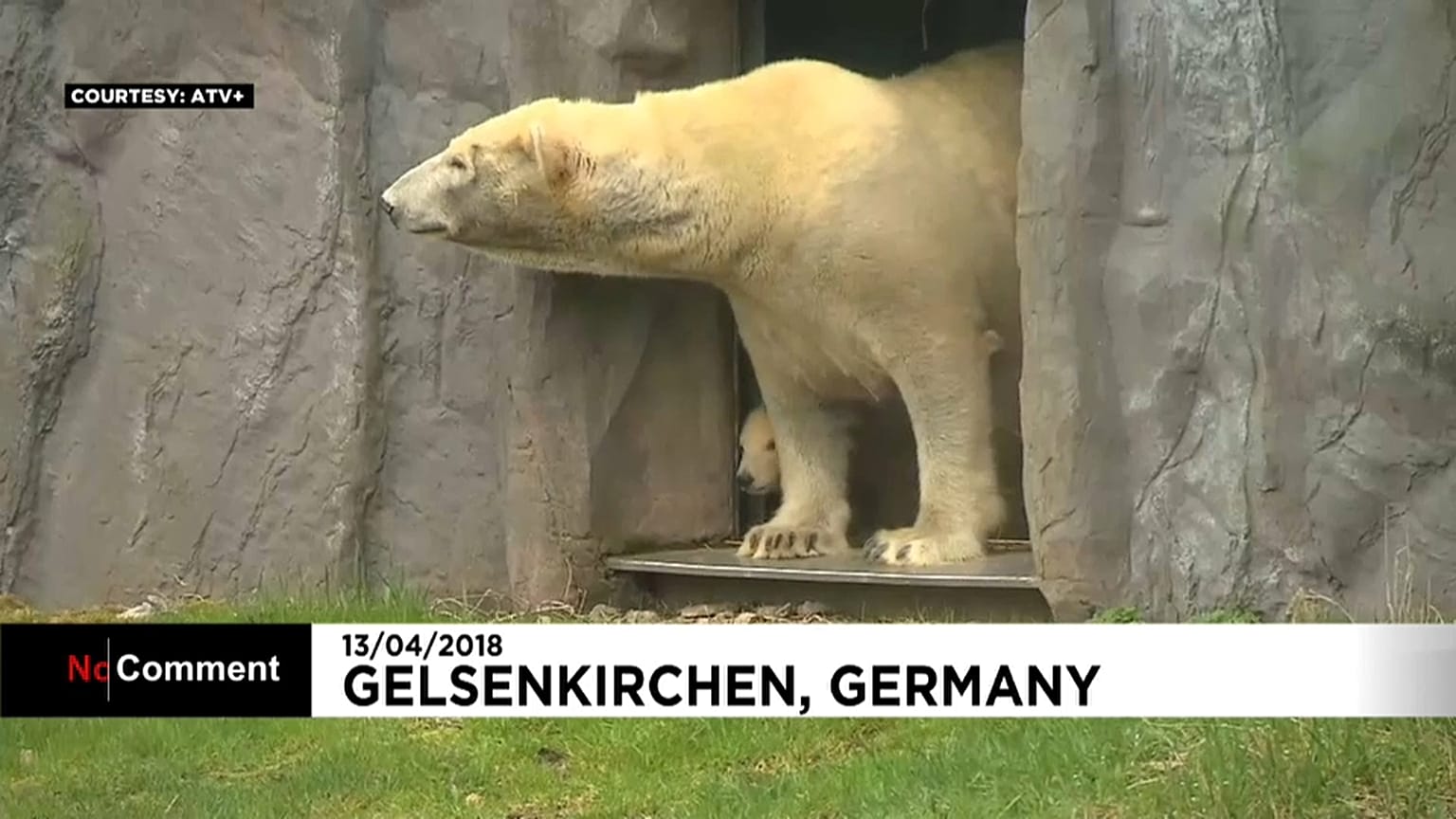 Kleine Eisbärin Nanook zum ersten Mal draußen