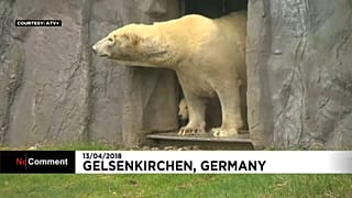 Kleine Eisbärin Nanook (längeres Video)