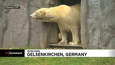 Kleine Eisbärin Nanook (längeres Video)