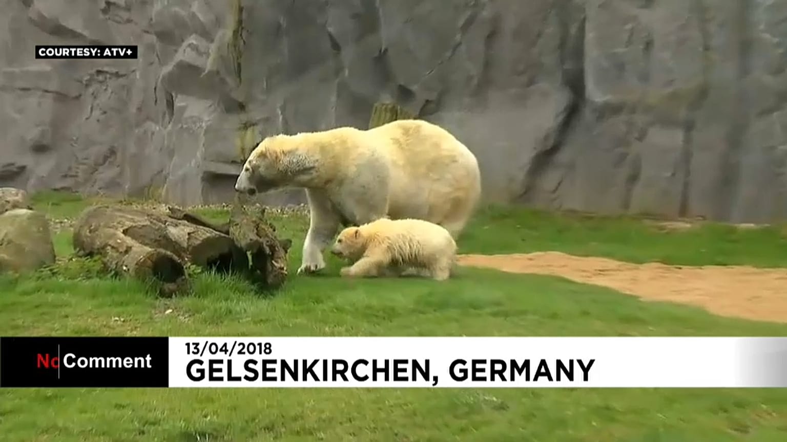 For the first time in its life, an 18-week old polar bear cub left its birthing box