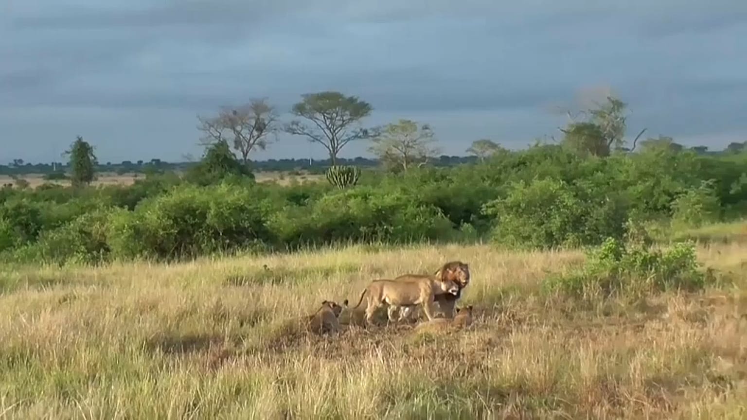 Onze leões envenenados em reserva do Uganda