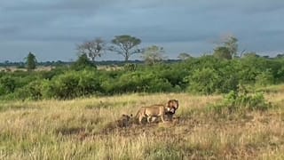 Onze leões envenenados em reserva do Uganda