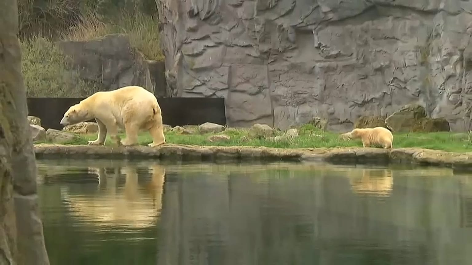 Bebé urso vê pela primeira vez a luz do dia