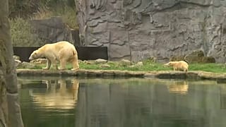 Bebé urso vê pela primeira vez a luz do dia