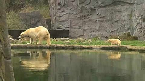 Bebé urso vê pela primeira vez a luz do dia