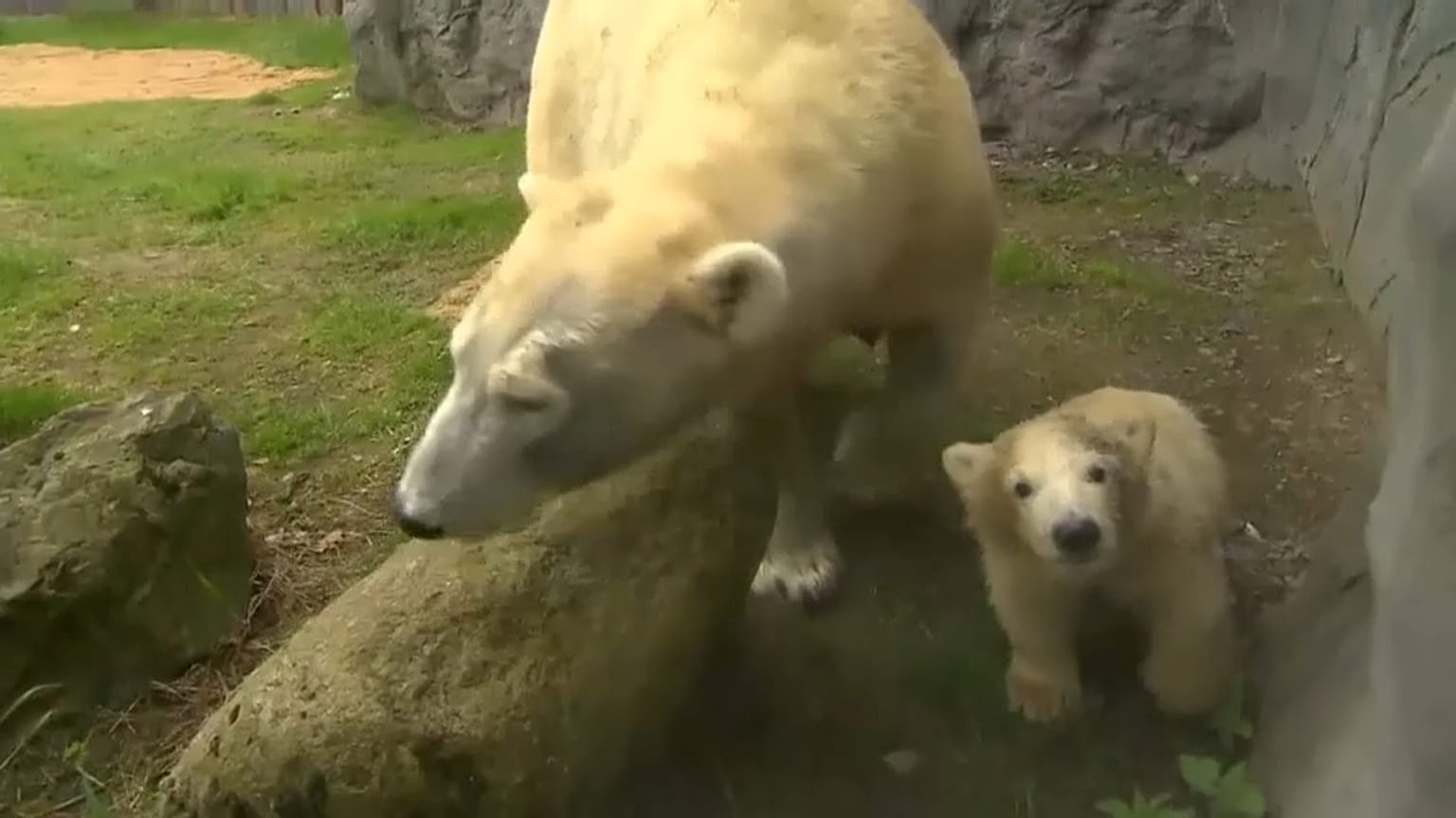 Première sortie pour Nanook le petit ourson
